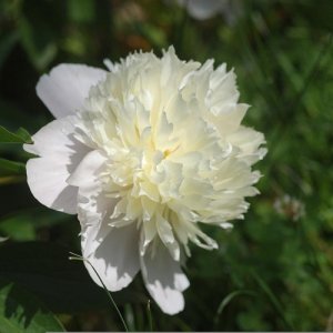 Pivónia čínska - Paeonia lactiflora ´DUCHESSE DE NEMOURS´, kont. C1.5L
